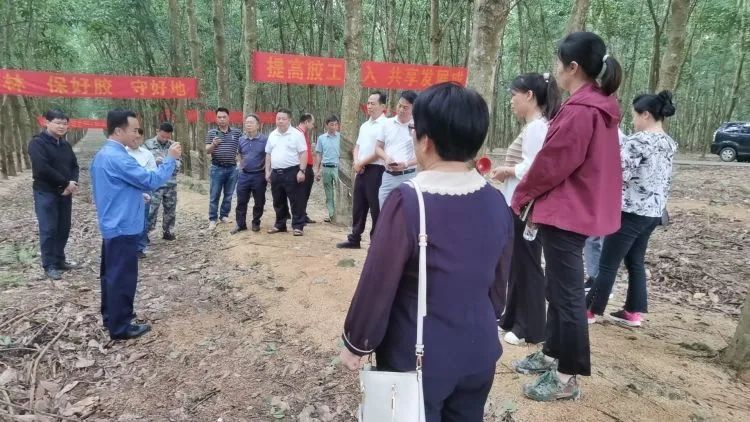 全國割膠冠軍張健給各單位學員做標準化膠園建設及割膠技術的經(jīng)驗介紹。.jpg